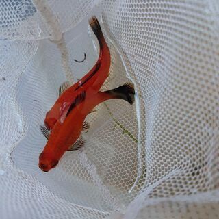 ソードテール魚売ります🤩🤩