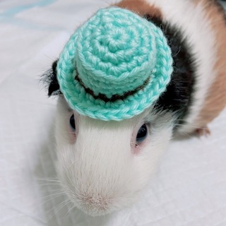 【高円寺】 でぐふぇすさんの小動物用帽子・アクセサリー等を販売中！ 