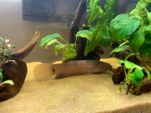 ワイルドベタ・オセラータ　オス　熱帯魚