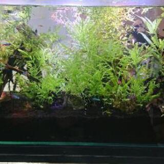 水草水槽