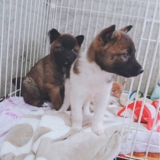 里親決定！有難うございました！　🆘保健所収容🐶ビビリの生後2ヶ月...