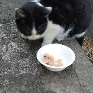 野良、子猫ちゃん達7匹里親募集助けて下さい！(5匹決まりました。...