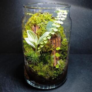 森の鼓動➃、苔テラリウム