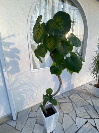 観葉植物ウンベラータ