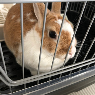 ミニウサギ ♀急募