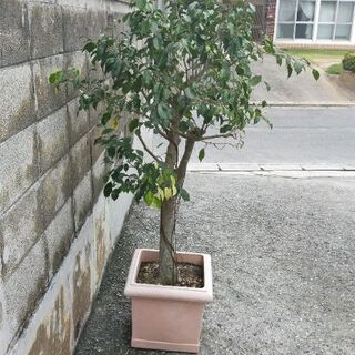 ベンジャミン