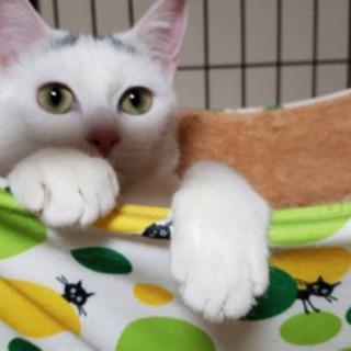 里親募集 7ヶ月🐈( 代理投稿 )