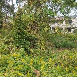 大牟田発　除草、剪定、伐採、プロが対応致します。いろいろとご相談...