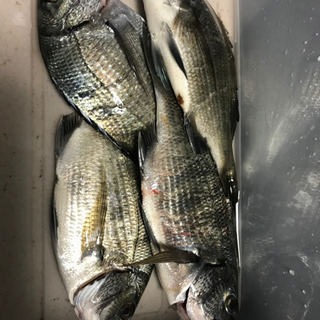 釣り仲間