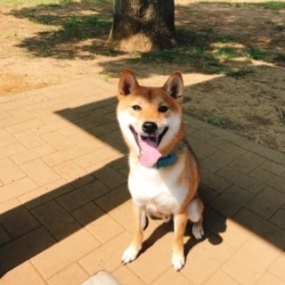 人懐っこく甘えん坊で家では全く吠えません