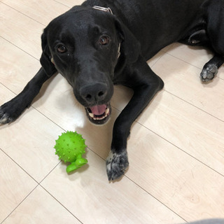 一時募集停止中　ミックス犬(ゴールデンレトリーバー×ダルメシアン...