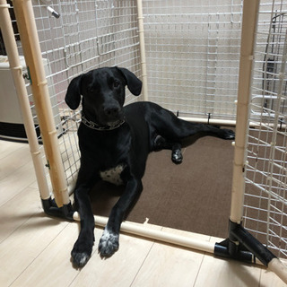 一時募集停止中　ミックス犬(ゴールデンレトリーバー×ダルメシアン) 3歳 - 北名古屋市