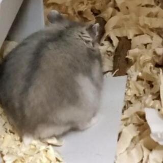 ジャンガリアンハムスター