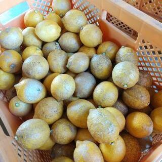 自然栽培浜松産レモン ２００円(１キロ)の画像