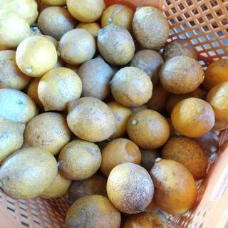 自然栽培浜松産レモン ２００円(１キロ)の画像