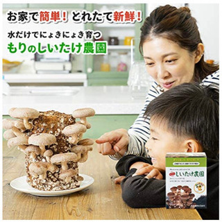 ⬛️ 今 大流行！！⬛️ 新品・きのこ キノコ しいたけ シイタケ 椎茸 栽培キット！！⬛️の画像