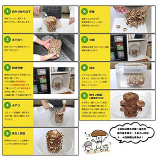 ⬛️ 今 大流行！！⬛️ 新品・きのこ キノコ しいたけ シイタケ 椎茸 栽培キット！！⬛️の画像