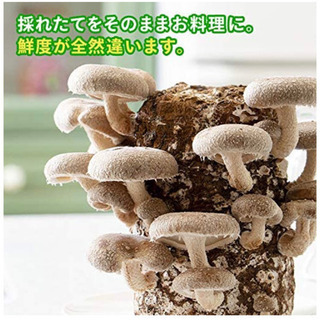 ⬛️ 今 大流行！！⬛️ 新品・きのこ キノコ しいたけ シイタケ 椎茸 栽培キット！！⬛️の画像