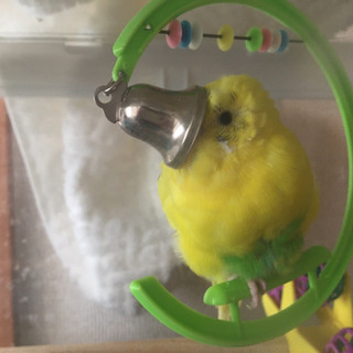 セキセイインコの宿泊【期間限定】