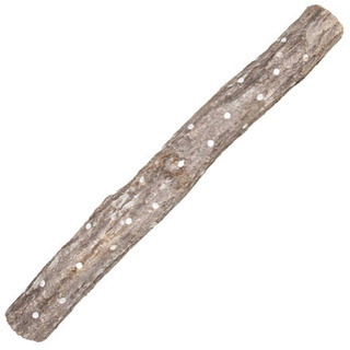 ⬛️ 今、流行！！ ⬛️ 新品・しいたけ 椎茸 きのこ キノコのなる木