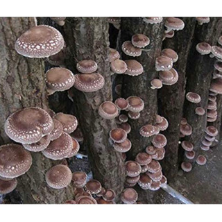 ⬛️ 今、流行！！ ⬛️ 新品・しいたけ 椎茸 きのこ キノコのなる木の画像