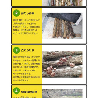 ⬛️ 今、流行！！ ⬛️ 新品・しいたけ 椎茸 きのこ キノコのなる木の画像