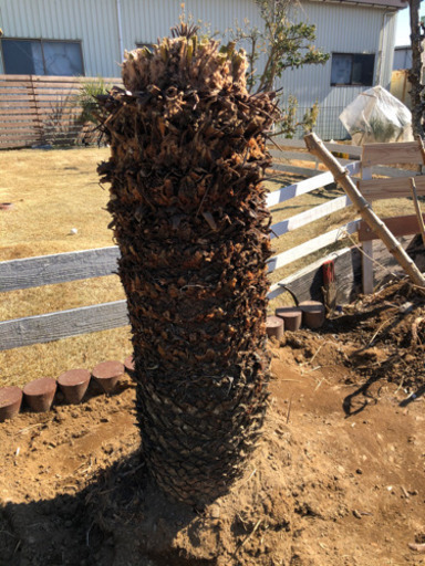 ソテツ　蘇鉄　1m