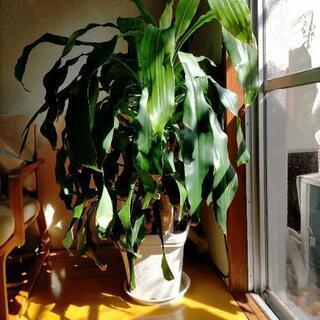 観葉植物・幸福の木マッサンゲアナ