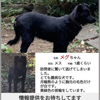 犬を探してます