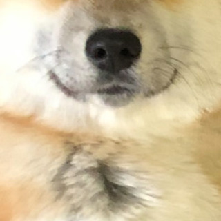 里親決まりました