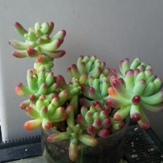 多肉植物 その57