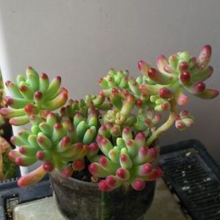 多肉植物 その57の画像