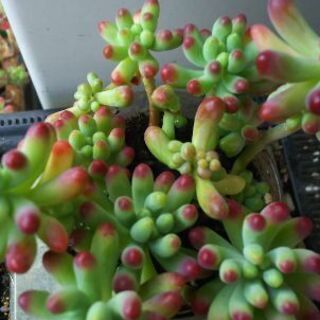 多肉植物 その57の画像