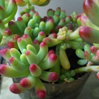 多肉植物 その57の画像