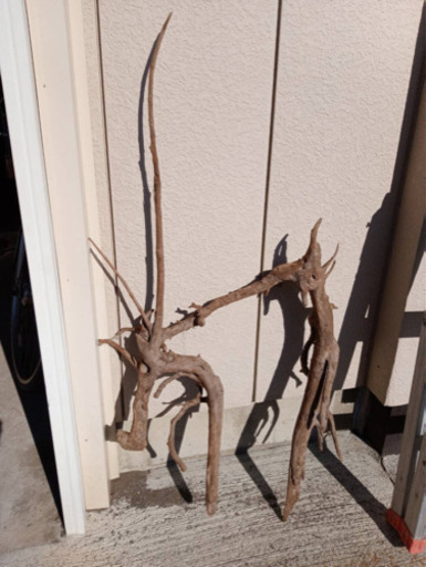 流木Q  高さ約80cm