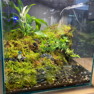 イモリウム パルダリウム テラリウム 30キューブ水槽 30cmキューブ水槽を使って イモリウムを作成しました