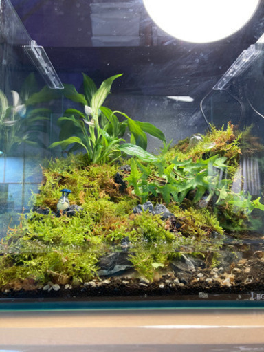 カエル、イモリ飼育にオススメコケリウム、テラリウム完成品30キューブ水槽