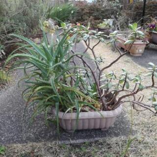 金の成る木＆アロエ 寄せ植え