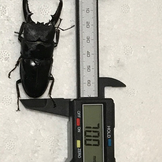 ゴトウヒラタ オス1匹、メス2匹セット ②