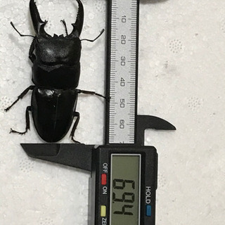 ゴトウヒラタ オス1匹、メス2匹セット ③