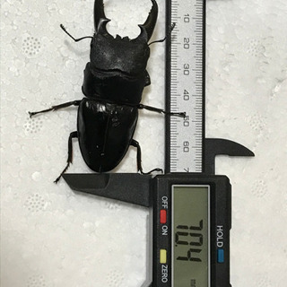 ゴトウヒラタ オス1匹、メス3匹セット