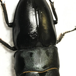 ゴトウヒラタ オス1匹、メス3匹セットの画像