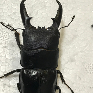 ゴトウヒラタ オス1匹、メス3匹セットの画像