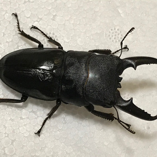 ゴトウヒラタ オス1匹、メス3匹セットの画像