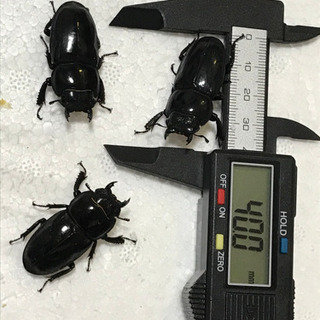 ゴトウヒラタ オス1匹、メス3匹セットの画像