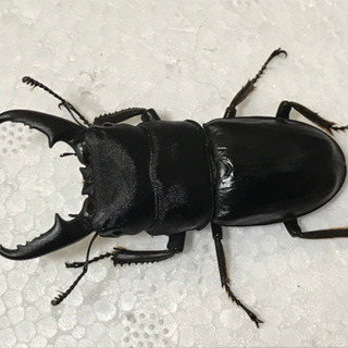 ヒラタクワガタ オス1匹、メス3匹セット(メス脚欠け)