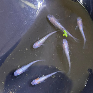 代理出品です！花魁メダカ　(三色ラメ幹之体外光) 1ペア