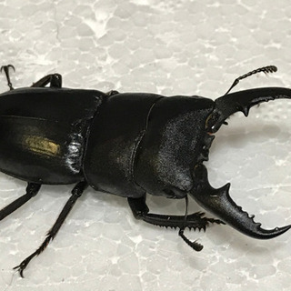 ヒラタクワガタ オス1匹、メス2匹セット①