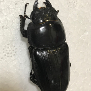 阿古谷産オオクワガタ メス3匹セット