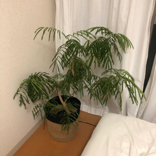 観葉植物　エバーフレッシュ